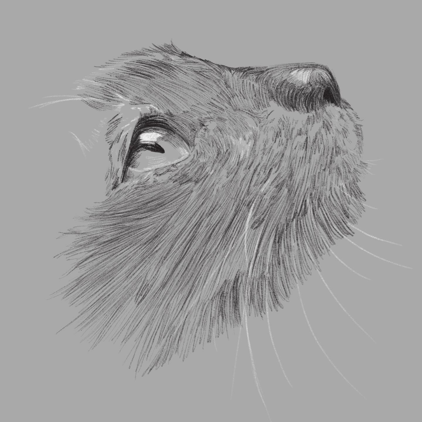 Sketch Portrait (Simple)